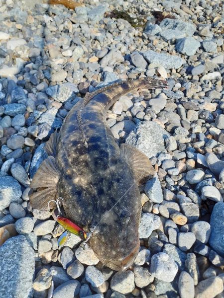 久しぶりのマゴチ(^-^)