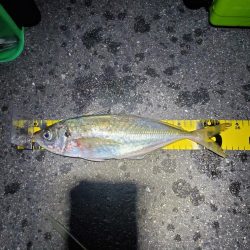 久しぶりの釣り