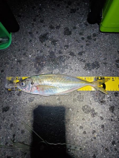 久しぶりの釣り