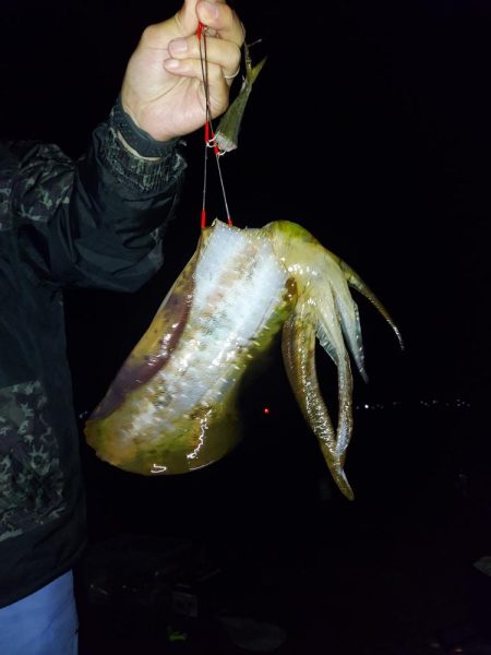 アオリイカ釣り