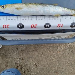 ジグサビキでゲット😆