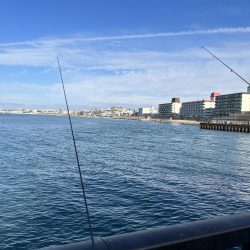 アジを求めてウロウロ②