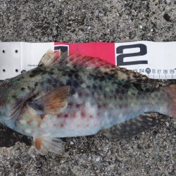 宿の裏の地磯で