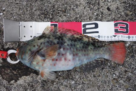 宿の裏の地磯で