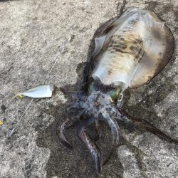 ヤエンでアオリイカGET