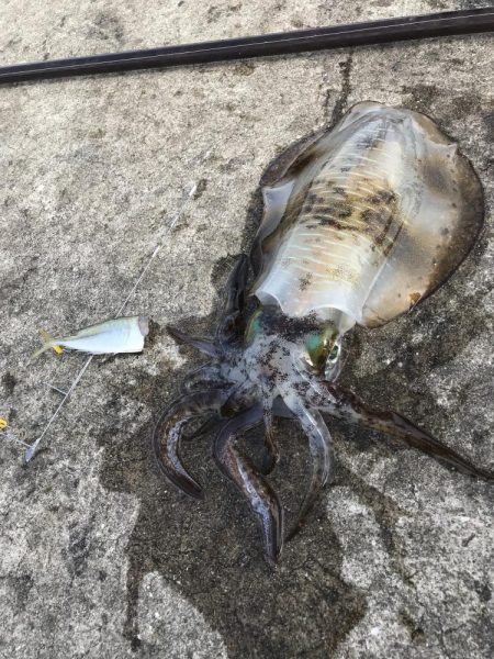 ヤエンでアオリイカGET