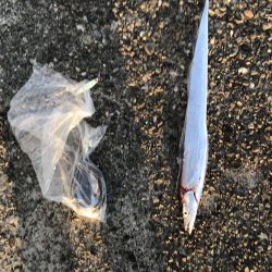 やっと太刀魚が来た