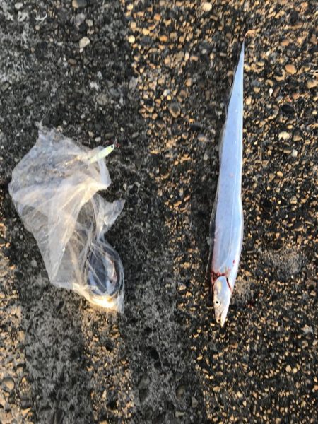 やっと太刀魚が来た