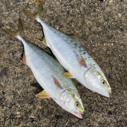 最近、絶好調です。