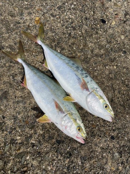 最近、絶好調です。