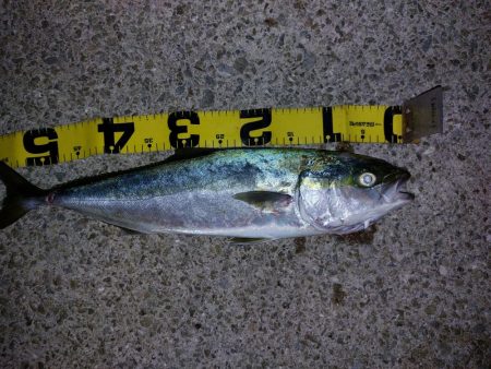 夕暮れのプチsalt water game…