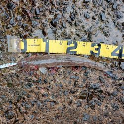 プチsalt water game