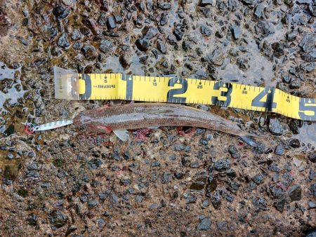 プチsalt water game