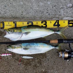 プチsalt water game