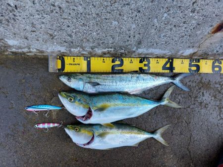 プチsalt water game