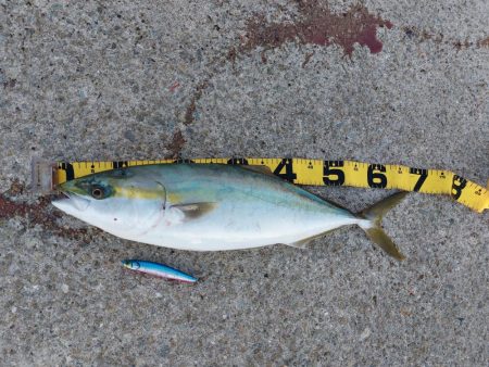 夕暮れのプチsalt water game…