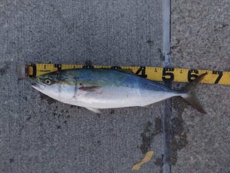 夕暮れのプチsalt water game…