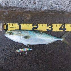 プチsalt water game