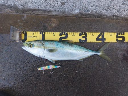 プチsalt water game