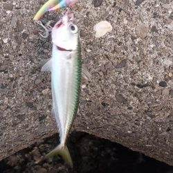 プチsalt water game