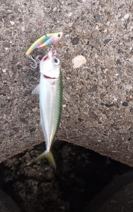 プチsalt water game