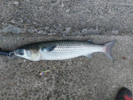 プチsalt water game