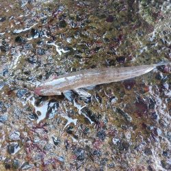 プチsalt water game