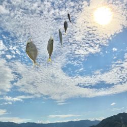 サヨリとアジ釣り