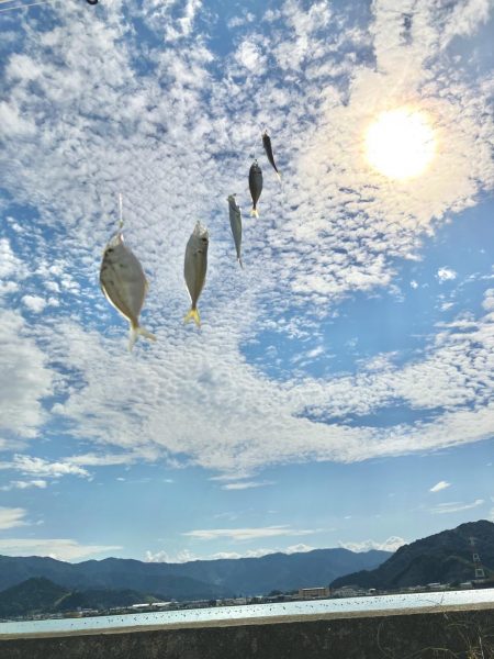 サヨリとアジ釣り