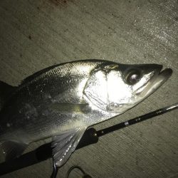 大きめヒラセイゴ!