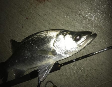 大きめヒラセイゴ!