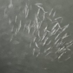 アジングのつもりだけど