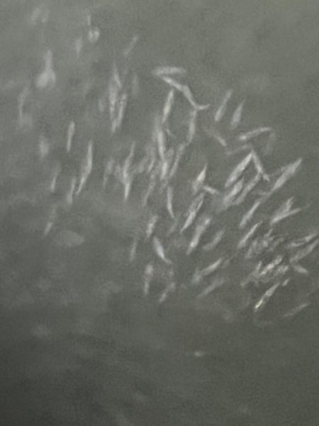 アジングのつもりだけど