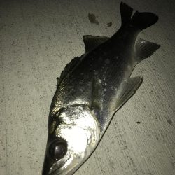 セイゴ祭りの後