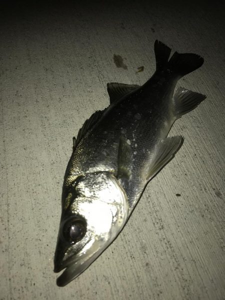 セイゴ祭りの後