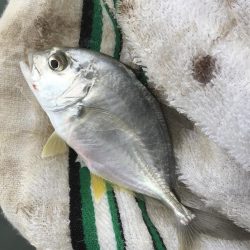 帰ってきたメッキからの小オオモン