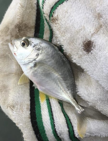 帰ってきたメッキからの小オオモン