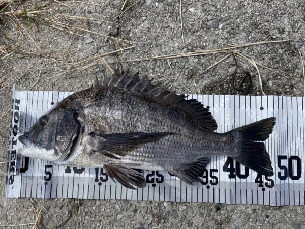 イチノ兄弟（兄）釣果！