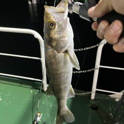 明暗でルアー釣り