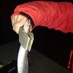 タチウオ求めて