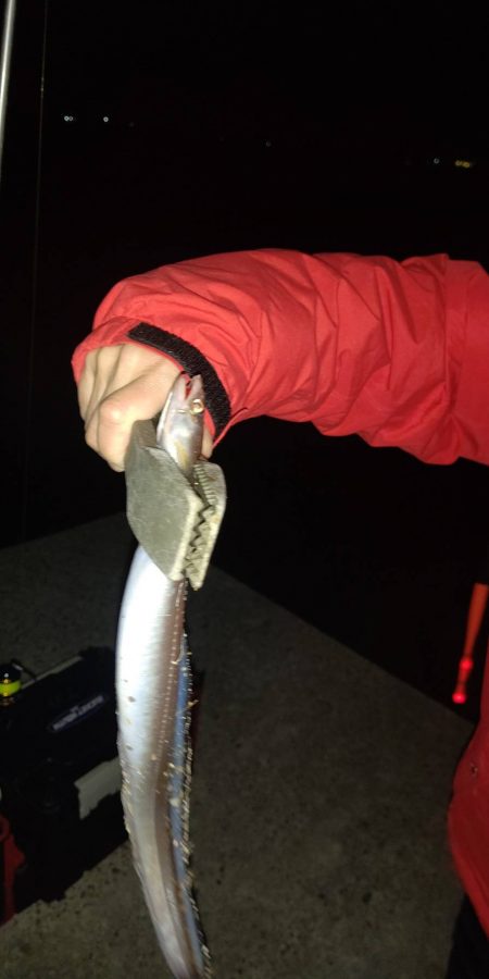 タチウオ求めて