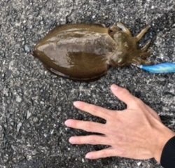 エギングしてきました