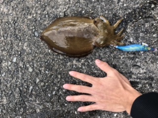 エギングしてきました