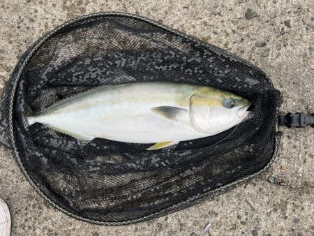 久しぶりに飲ませ釣り