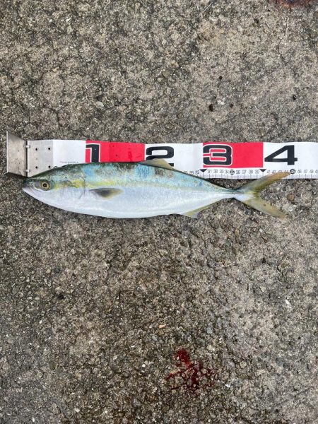 ショアジギング