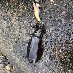 朝マヅメエギング