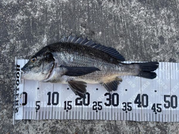 イチノ兄弟、釣果！