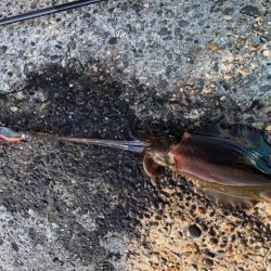 朝マヅメエギング