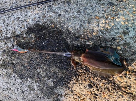 朝マヅメエギング