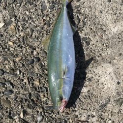 ひらすらハマチ